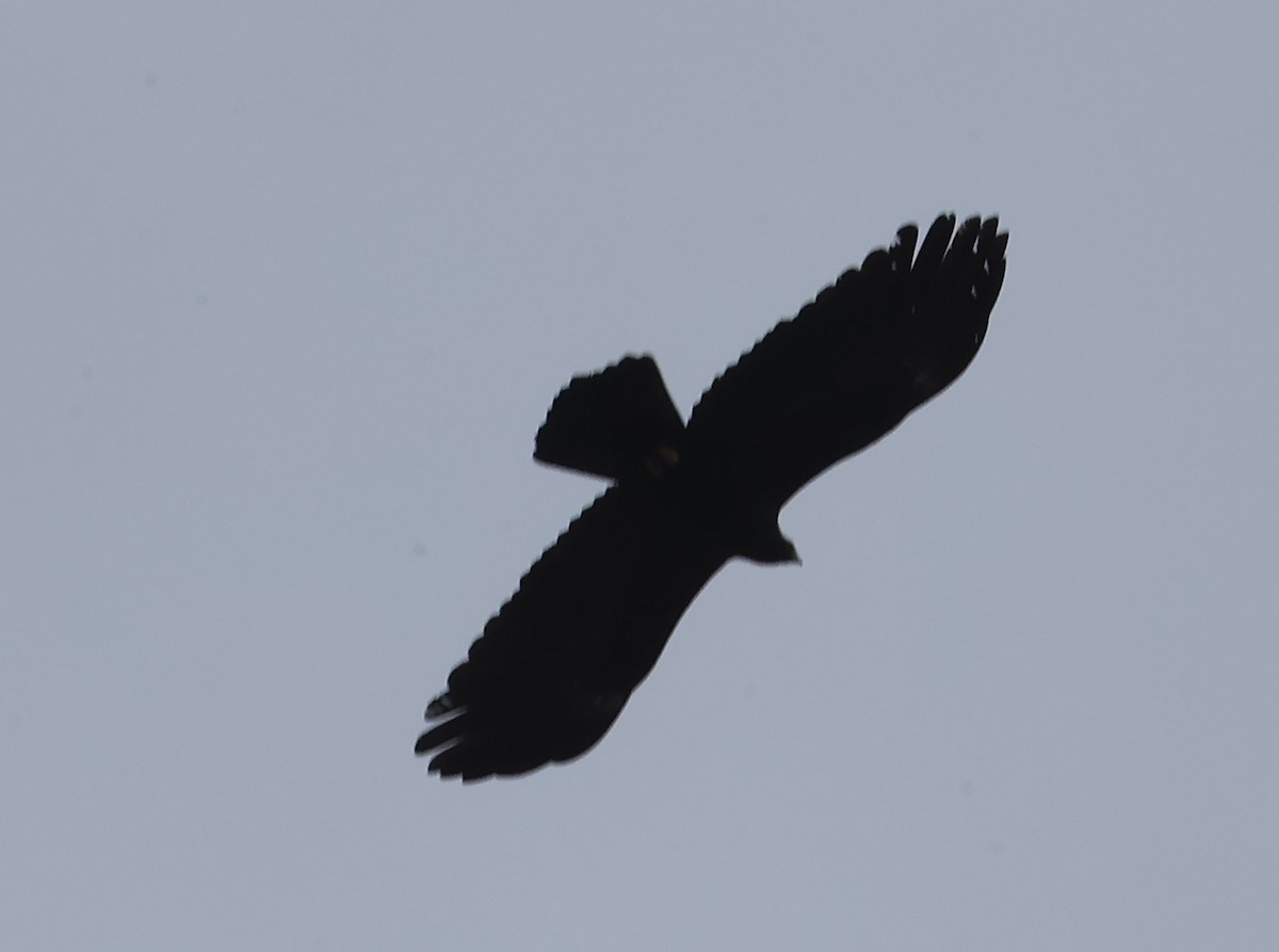 林鵰 - ML645596899