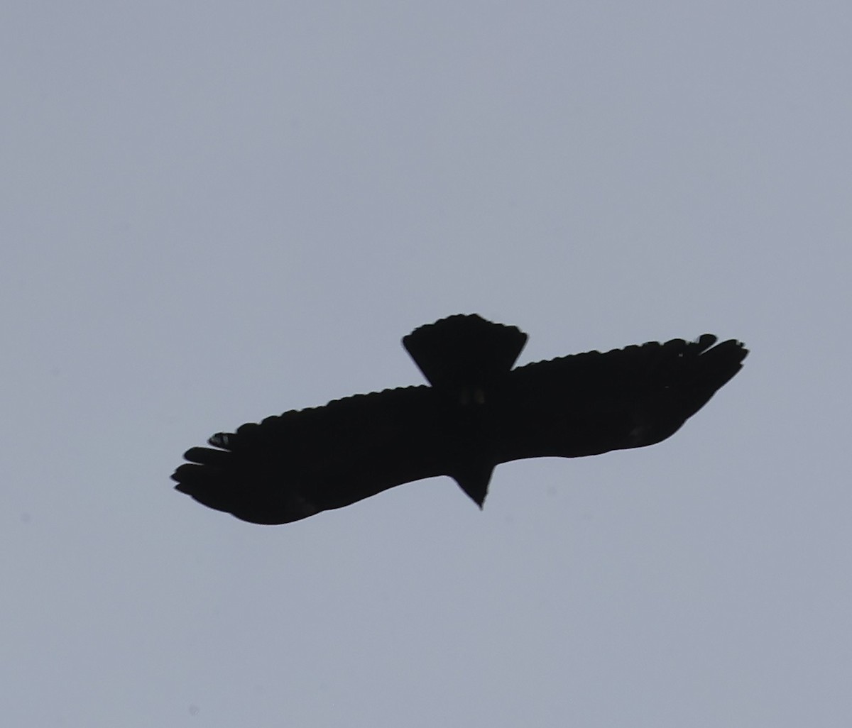 林鵰 - ML645596901