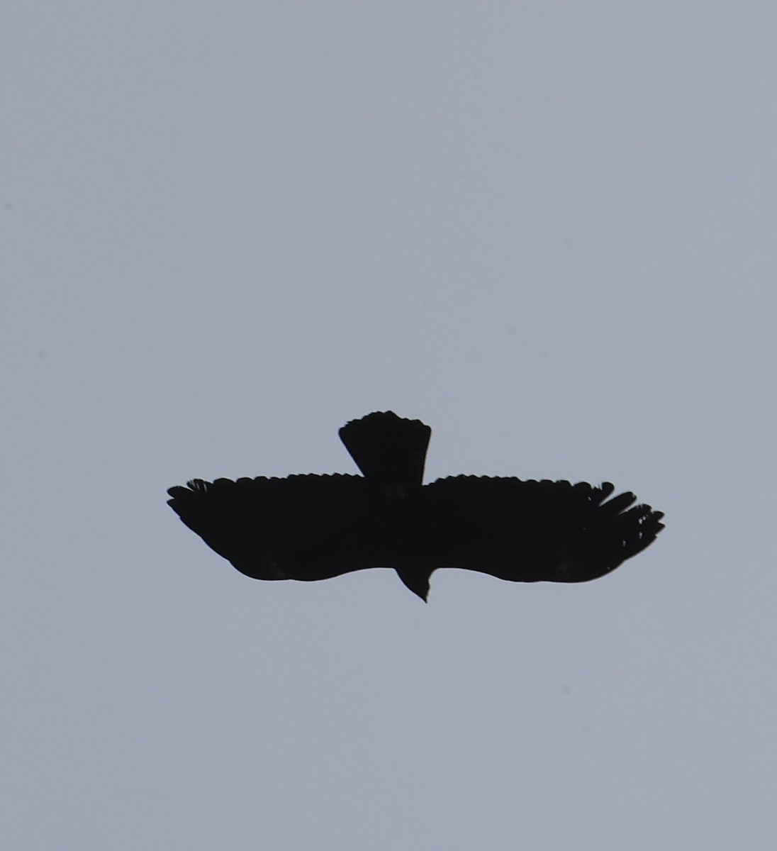 林鵰 - ML645596902