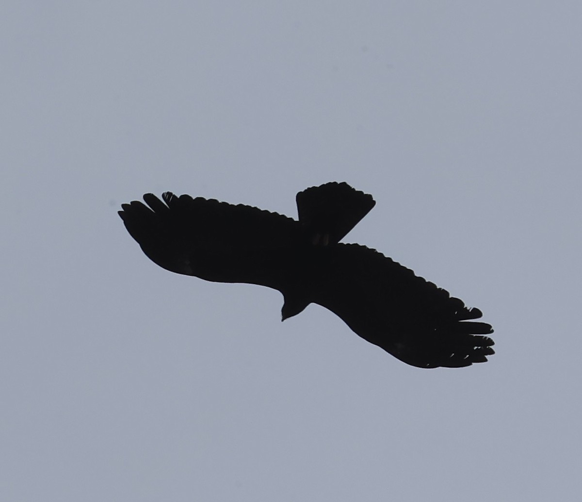 林鵰 - ML645596903