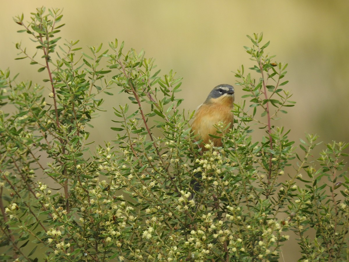 Long-tailed Reed Finch - ML645596904