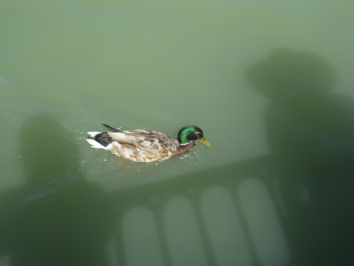 綠頭鴨 - ML645596905