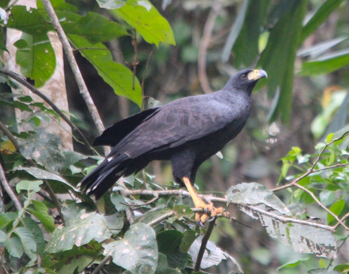 Great Black Hawk - ML645596906