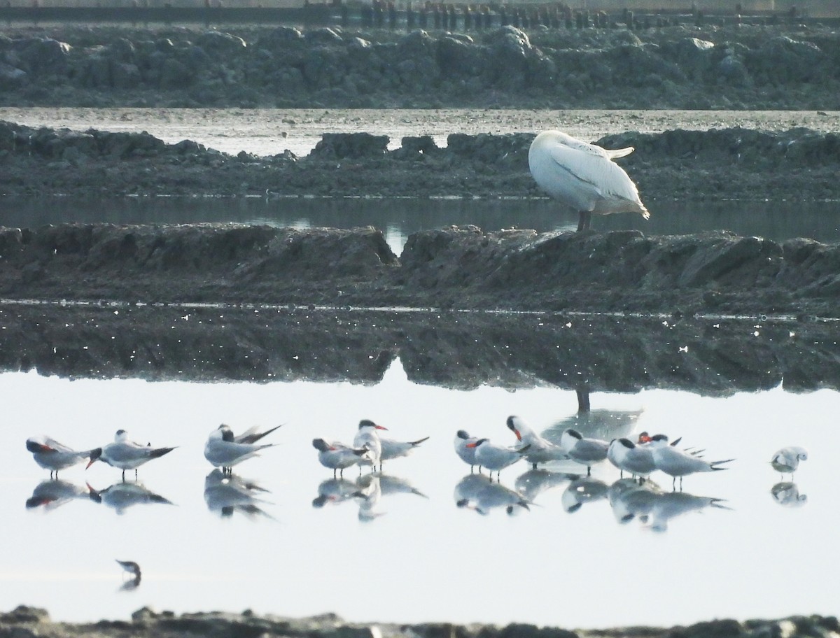 裏海燕鷗 - ML645596909