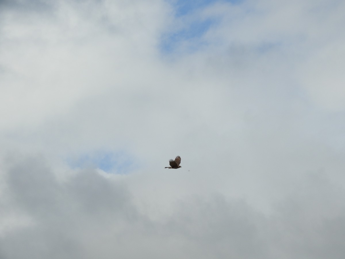 Sharp-shinned Hawk - ML645596912