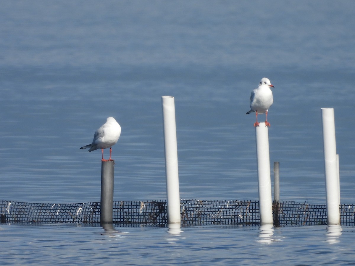 紅嘴鷗 - ML645596918