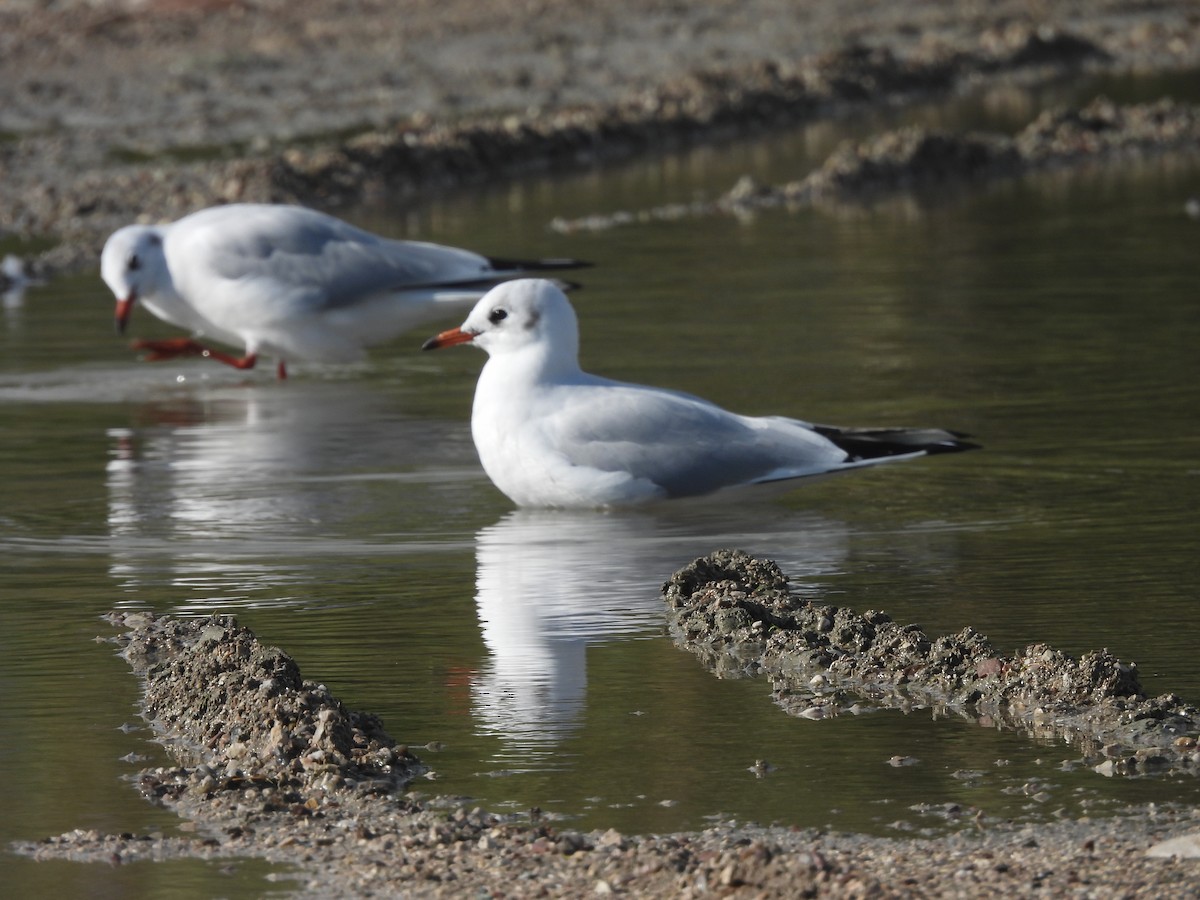 紅嘴鷗 - ML645596919