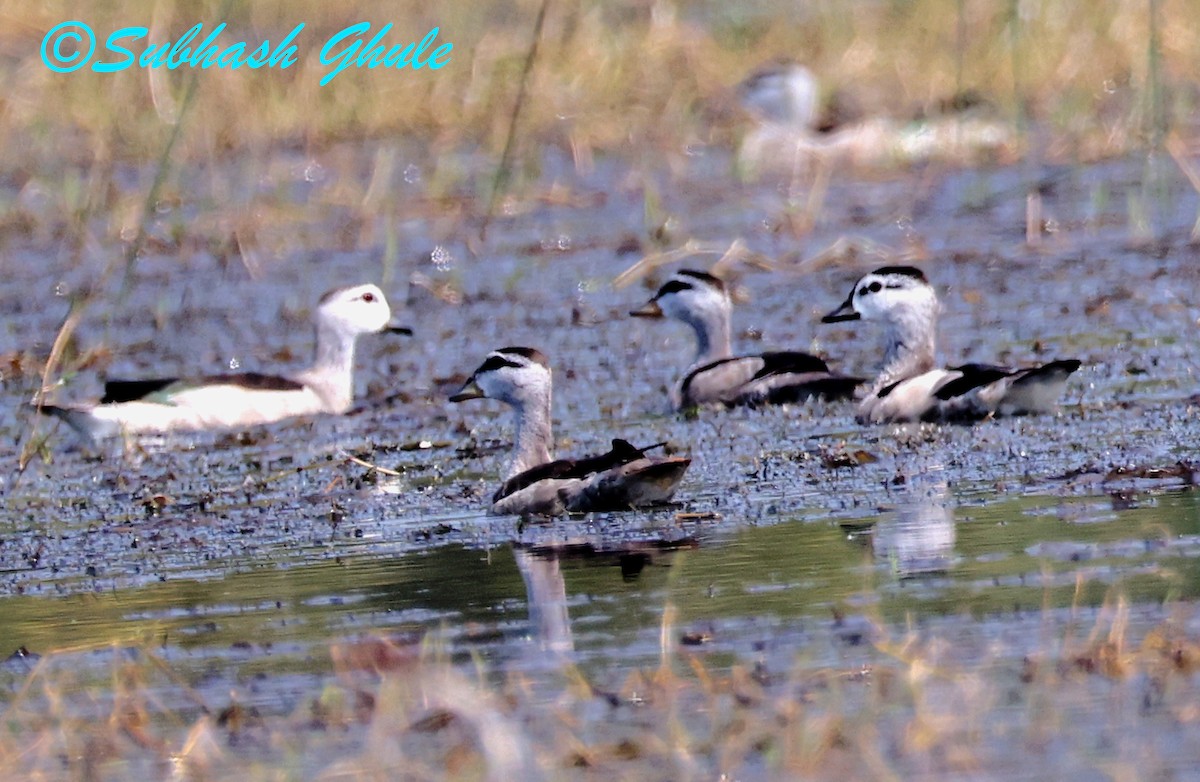 棉鴨 - ML645596922