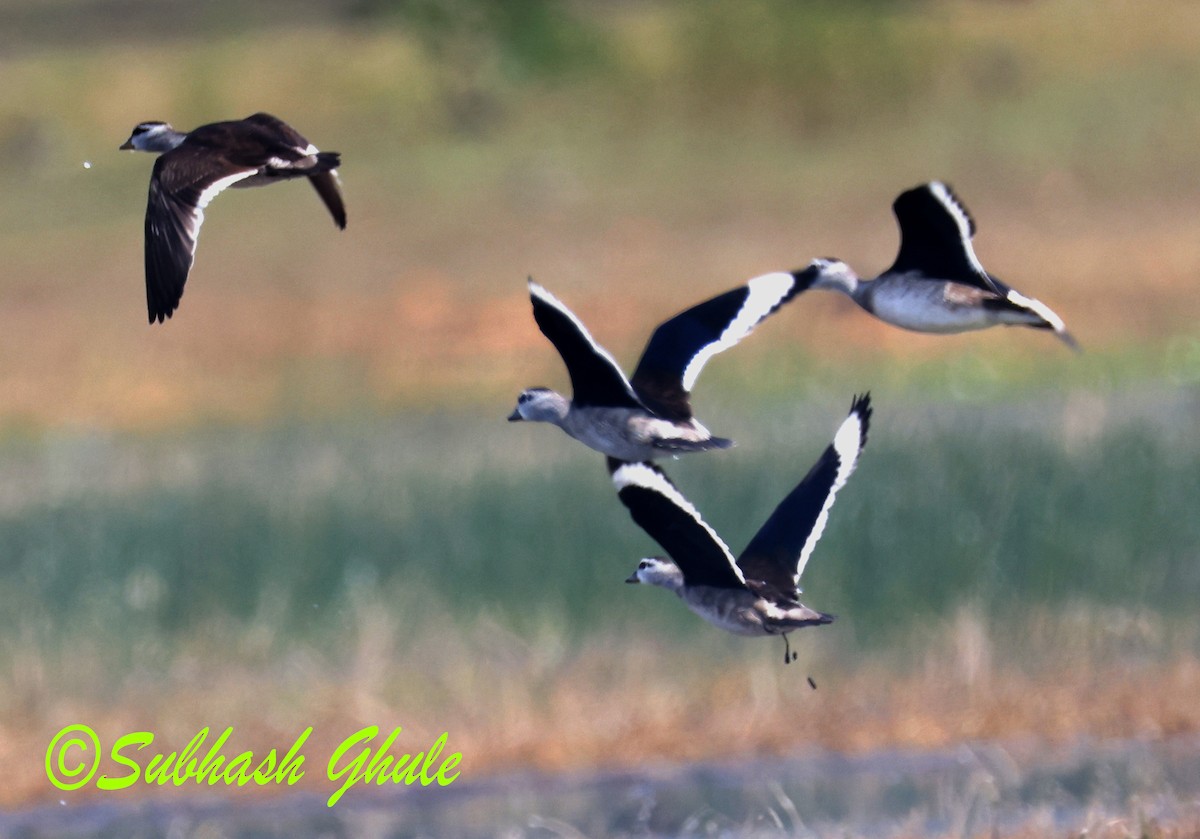 Cotton Pygmy-Goose - ML645596923