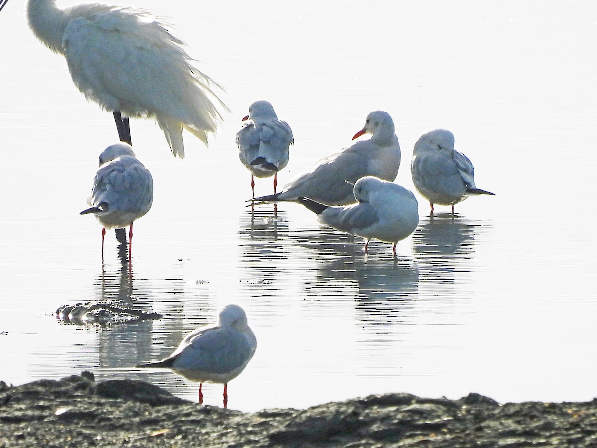 Slender-billed Gull - ML645596931