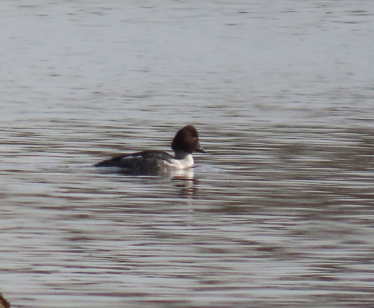 Common Goldeneye - ML645596932