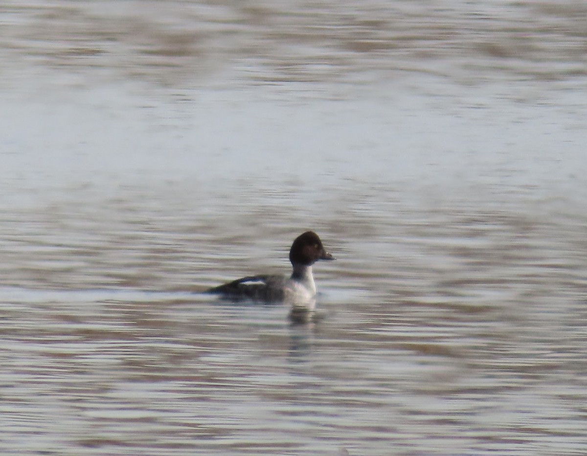 Common Goldeneye - ML645596934