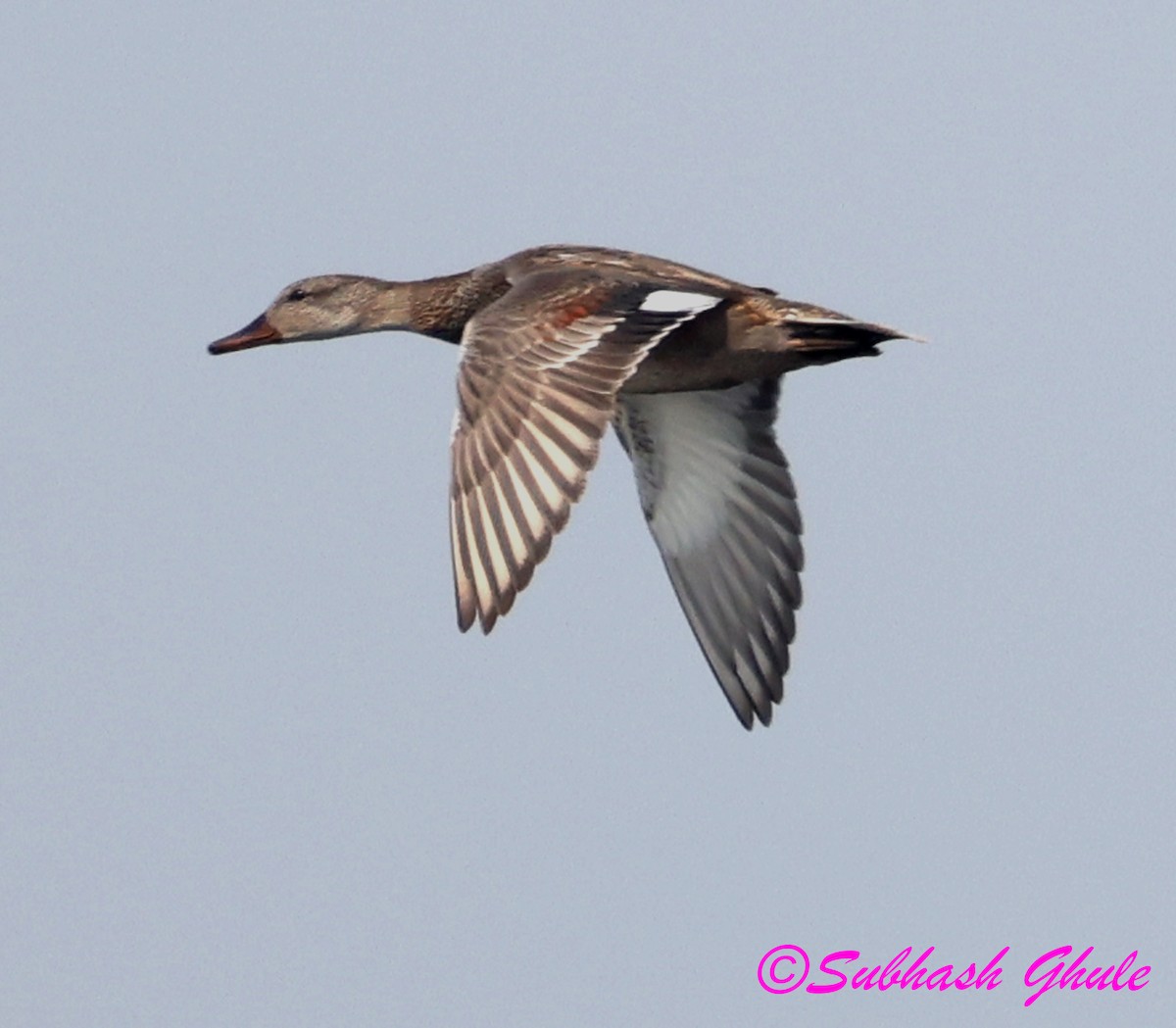 Gadwall - ML645596935