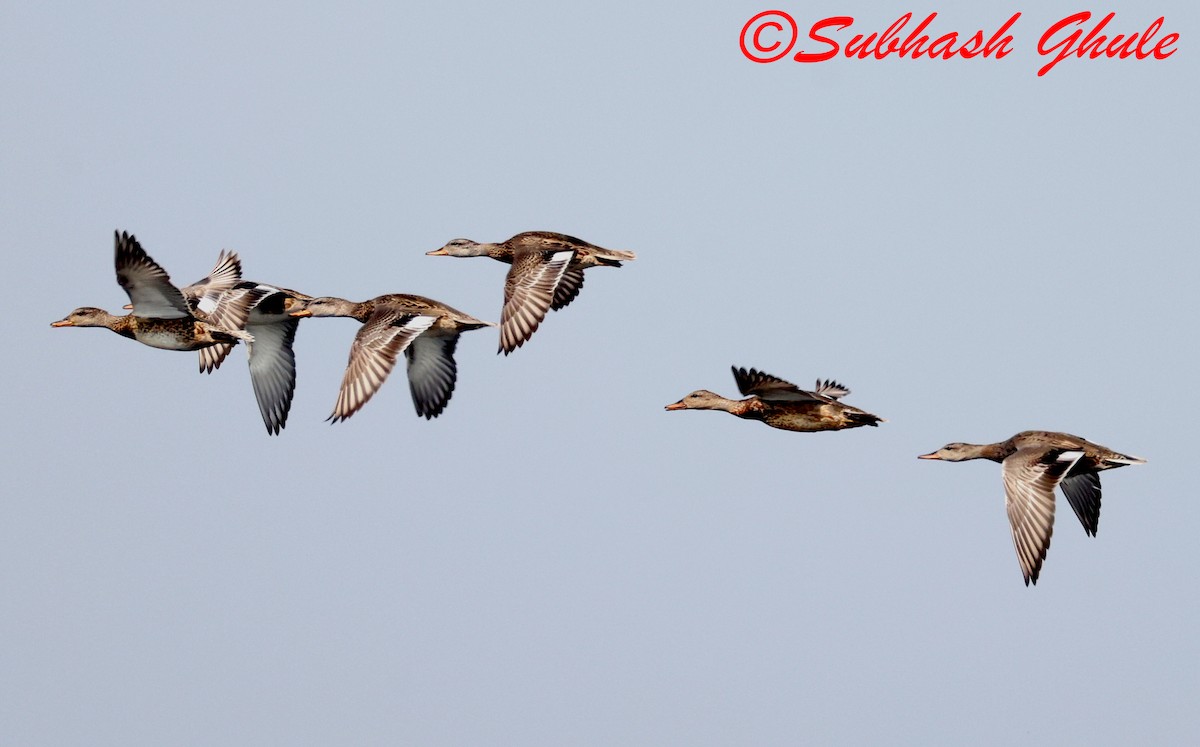 Gadwall - ML645596936