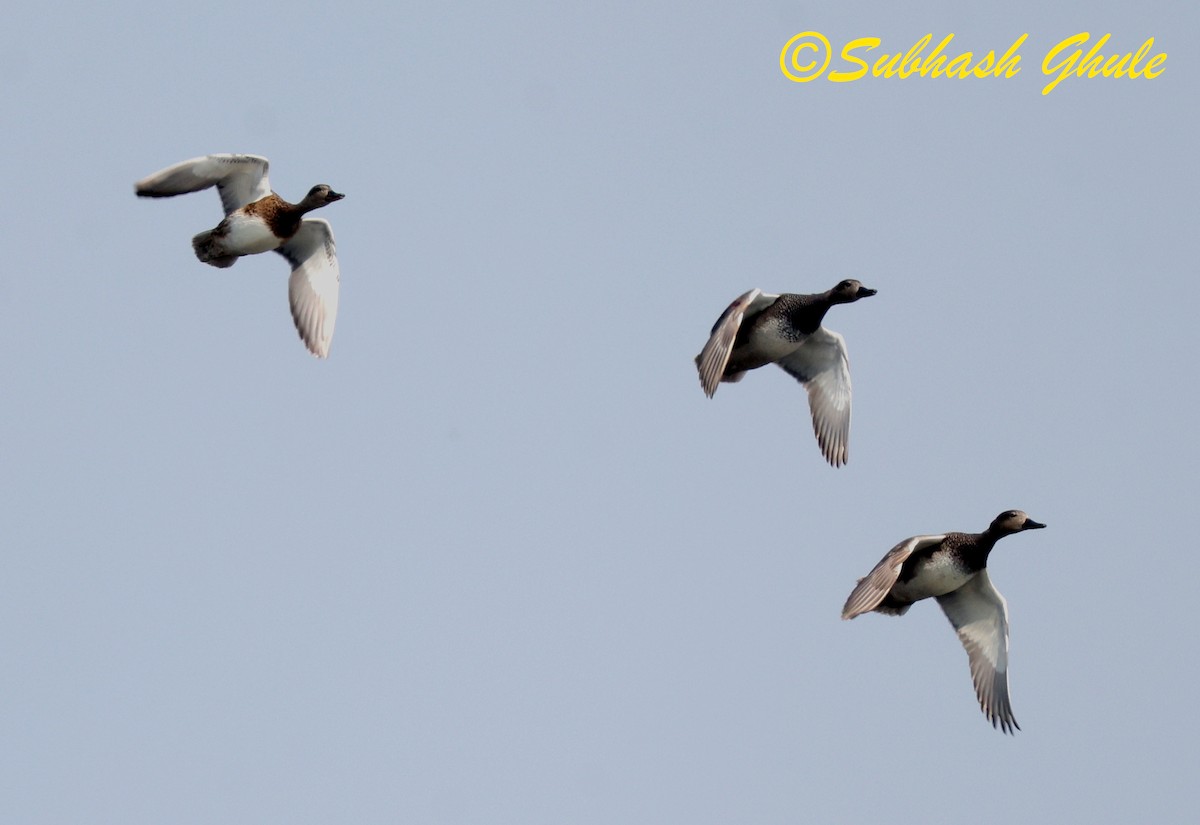 Gadwall - ML645596937