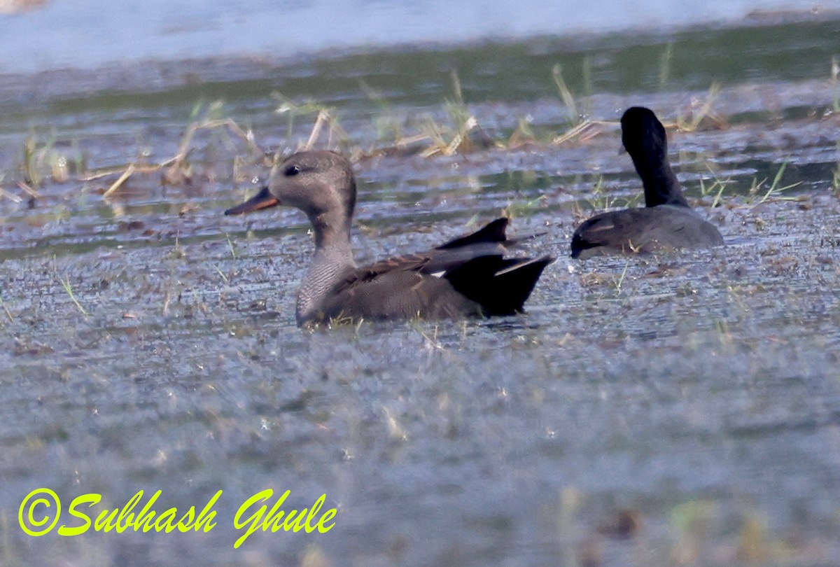 Gadwall - ML645596938