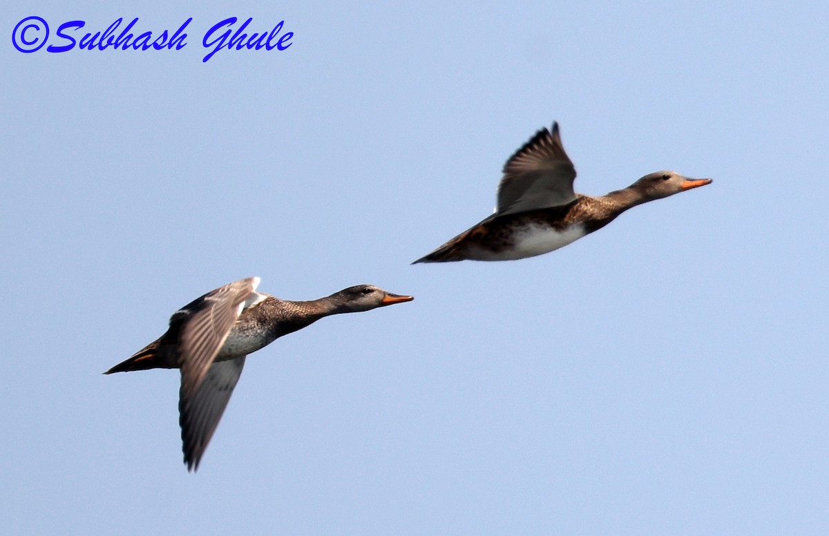 Gadwall - ML645596939