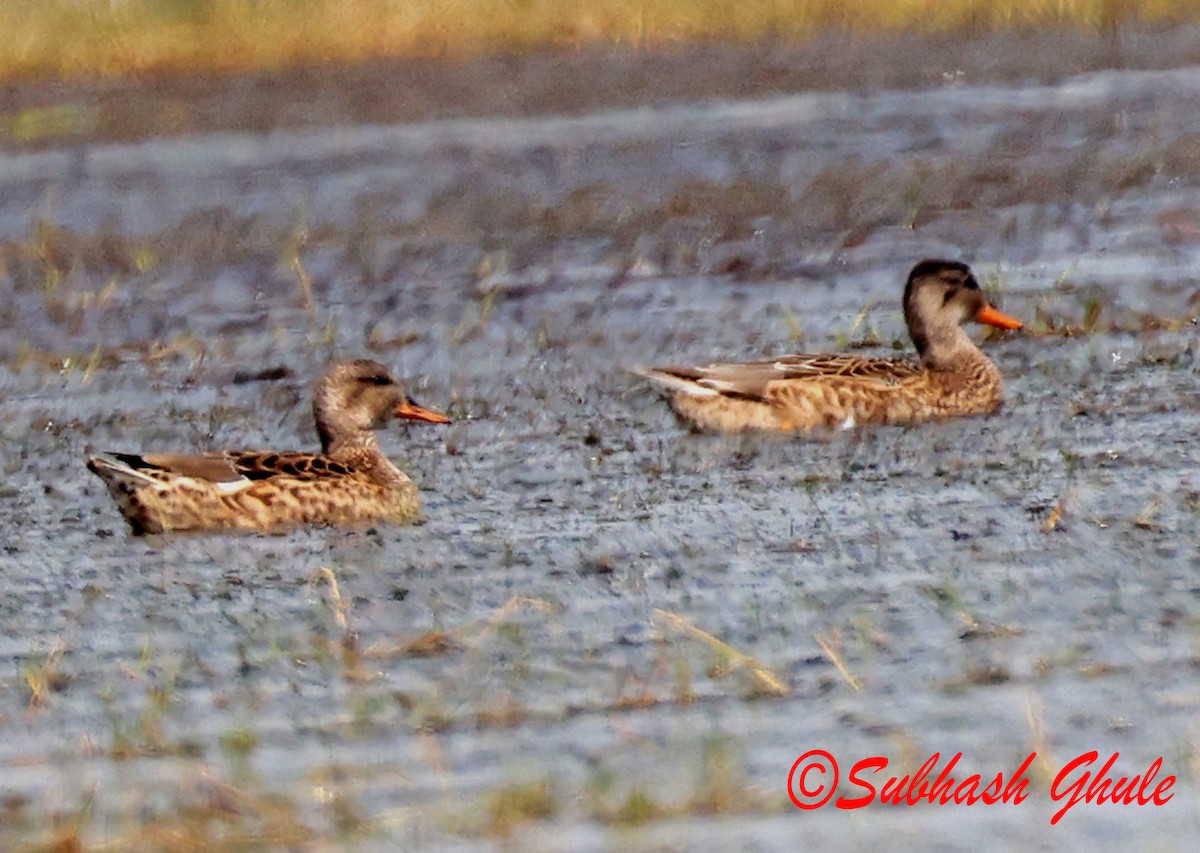 Gadwall - ML645596940