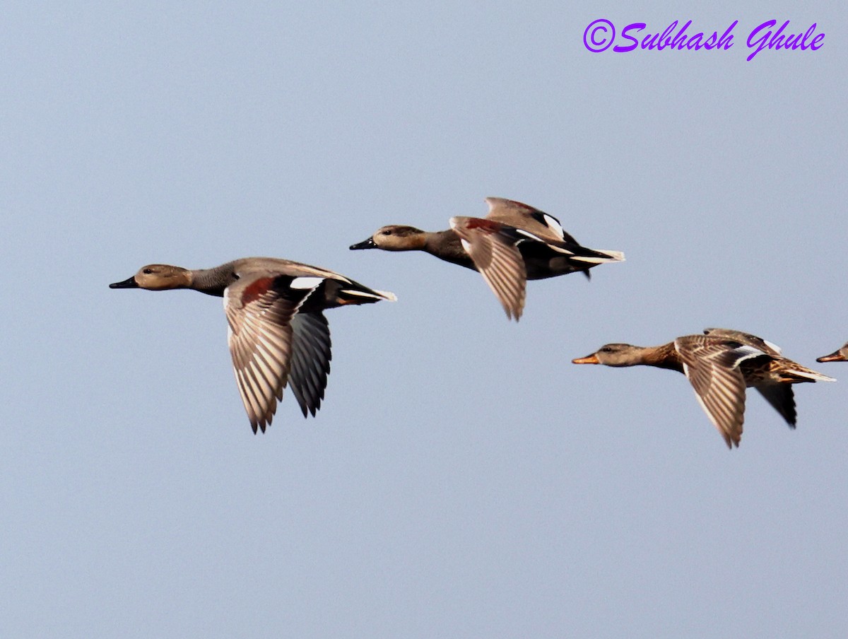 Gadwall - ML645596941