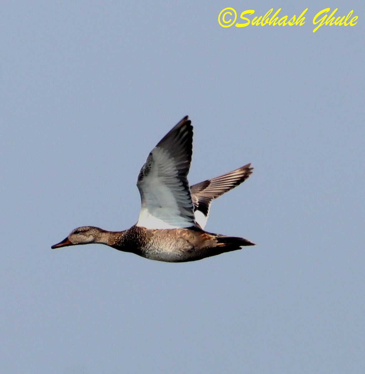 Gadwall - ML645596942