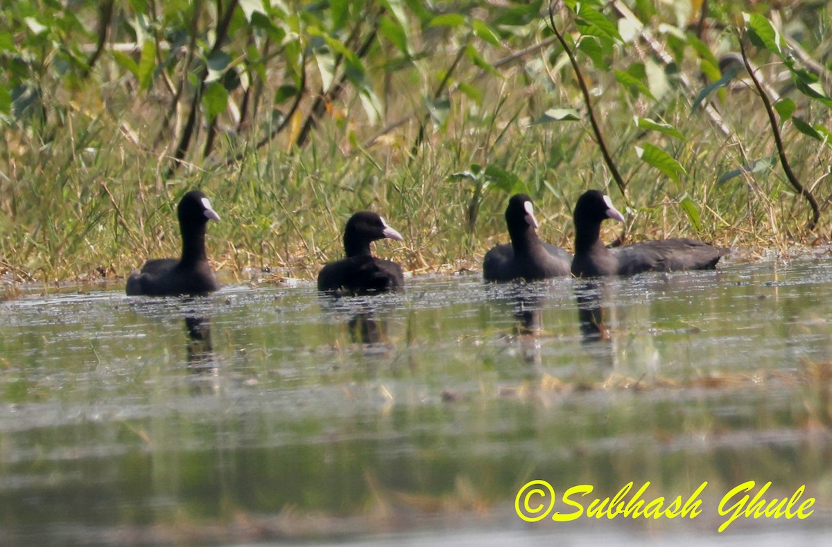 Eurasian Coot - ML645596957