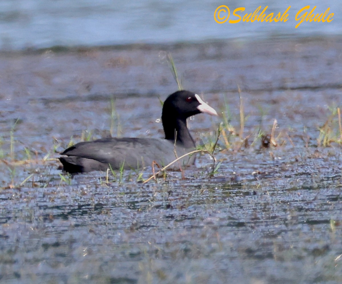 Eurasian Coot - ML645596958