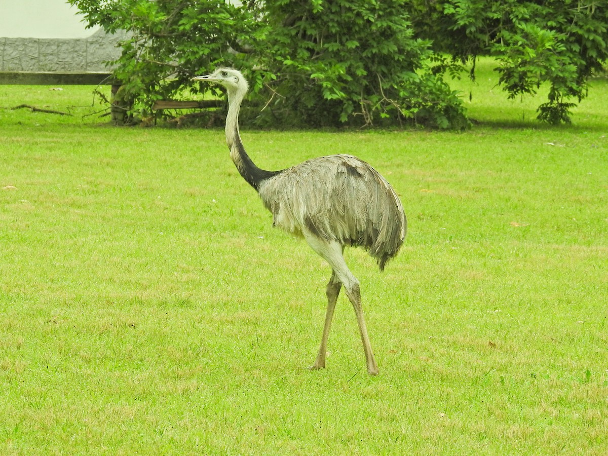 Greater Rhea - ML645596969