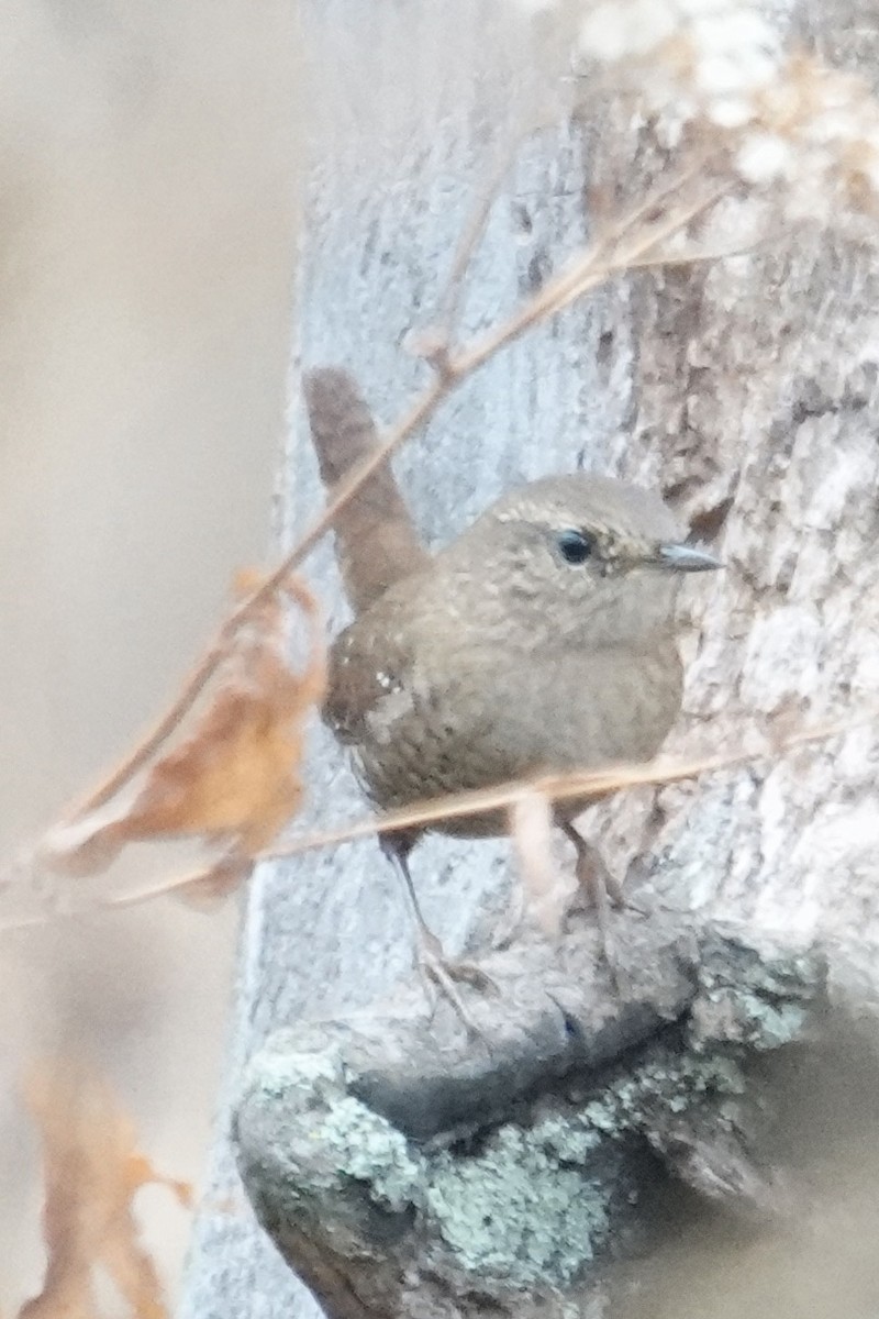 Winter Wren - ML645596973