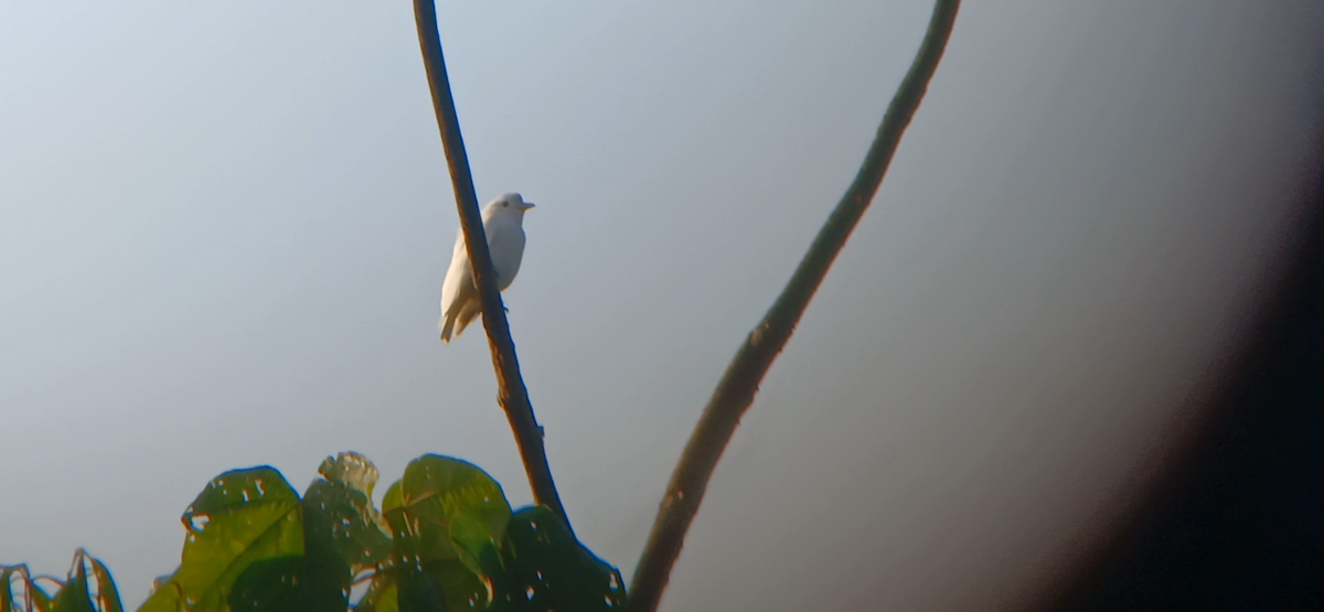Yellow-billed Cotinga - ML645596975