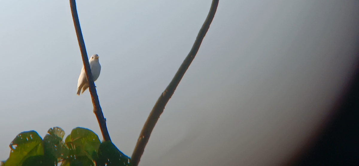 Yellow-billed Cotinga - ML645596976