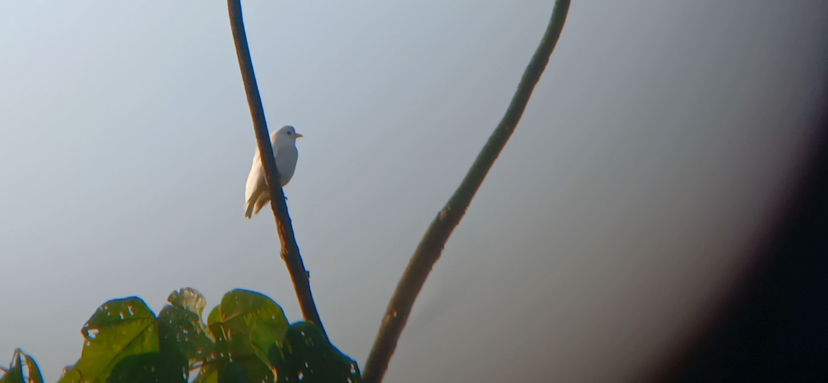 Yellow-billed Cotinga - ML645596977
