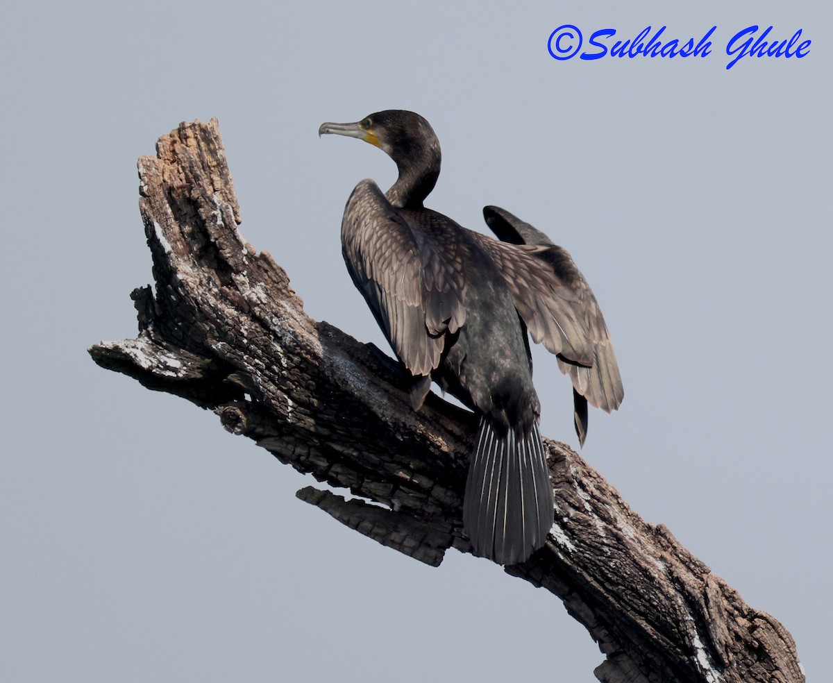 Indian Cormorant - ML645596979