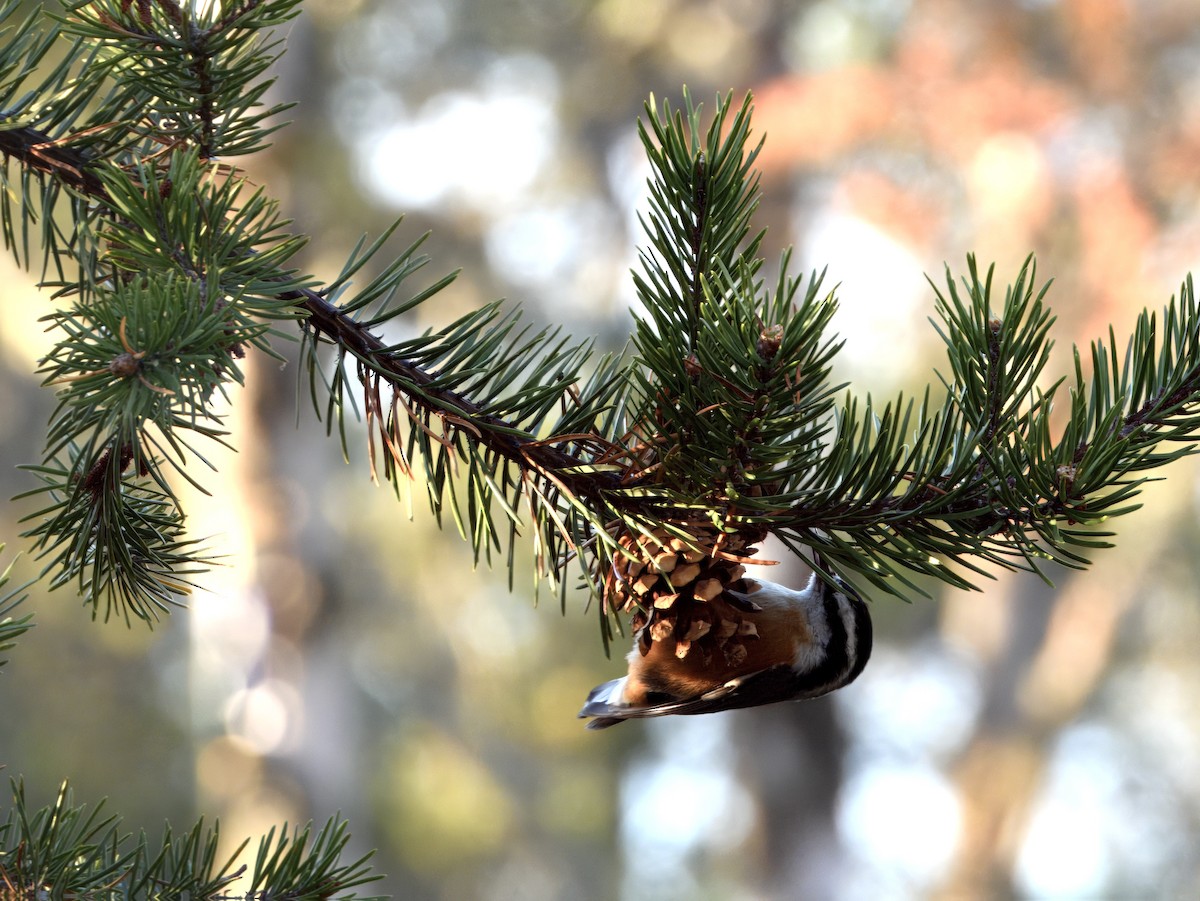 Red-breasted Nuthatch - ML645596981
