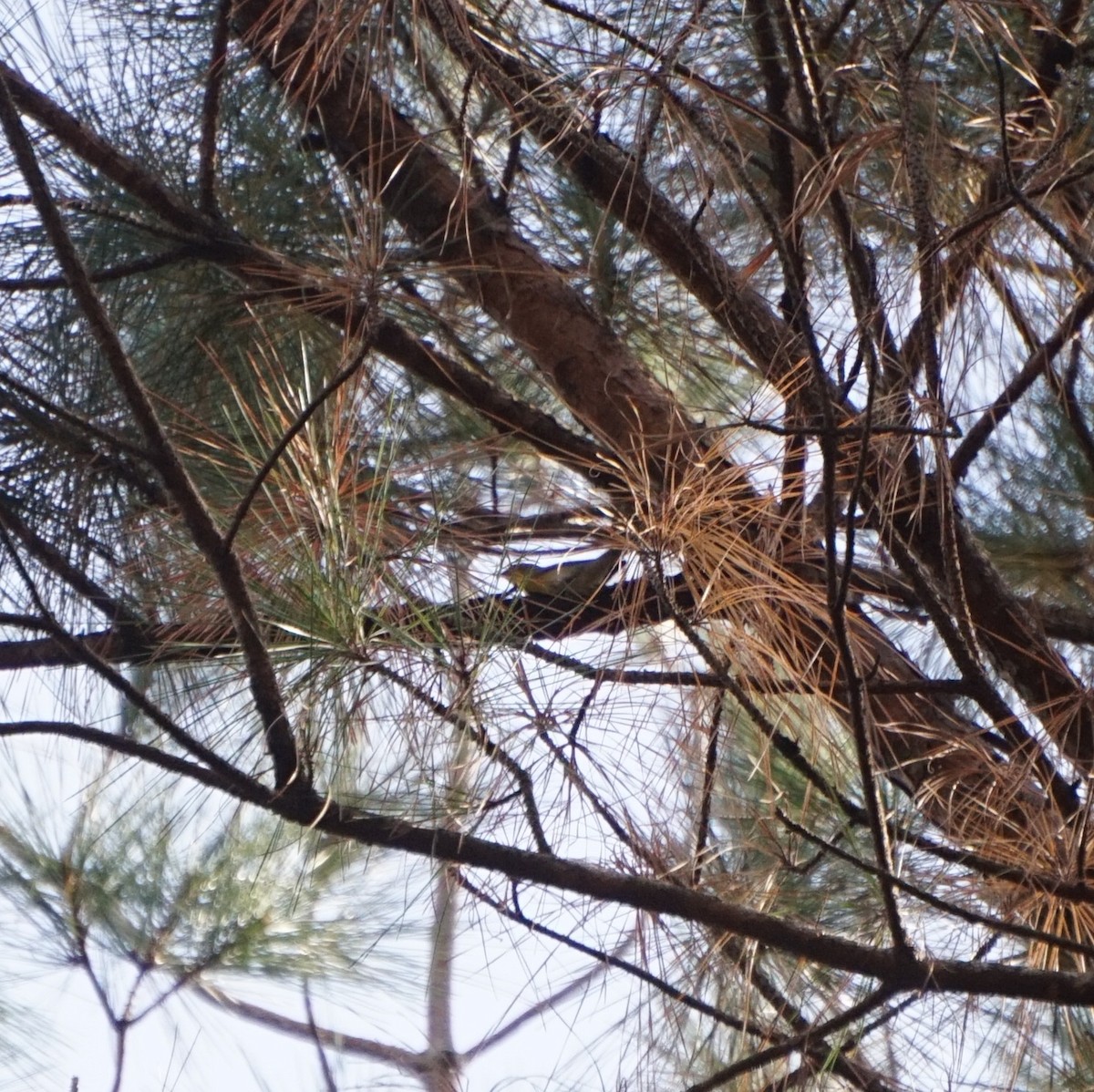 סבכון אורנים - ML645596984
