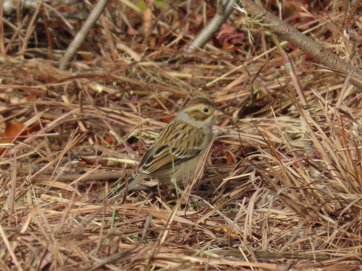 Clay-colored Sparrow - ML645596986