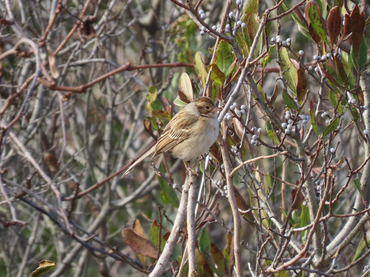 Clay-colored Sparrow - ML645596987