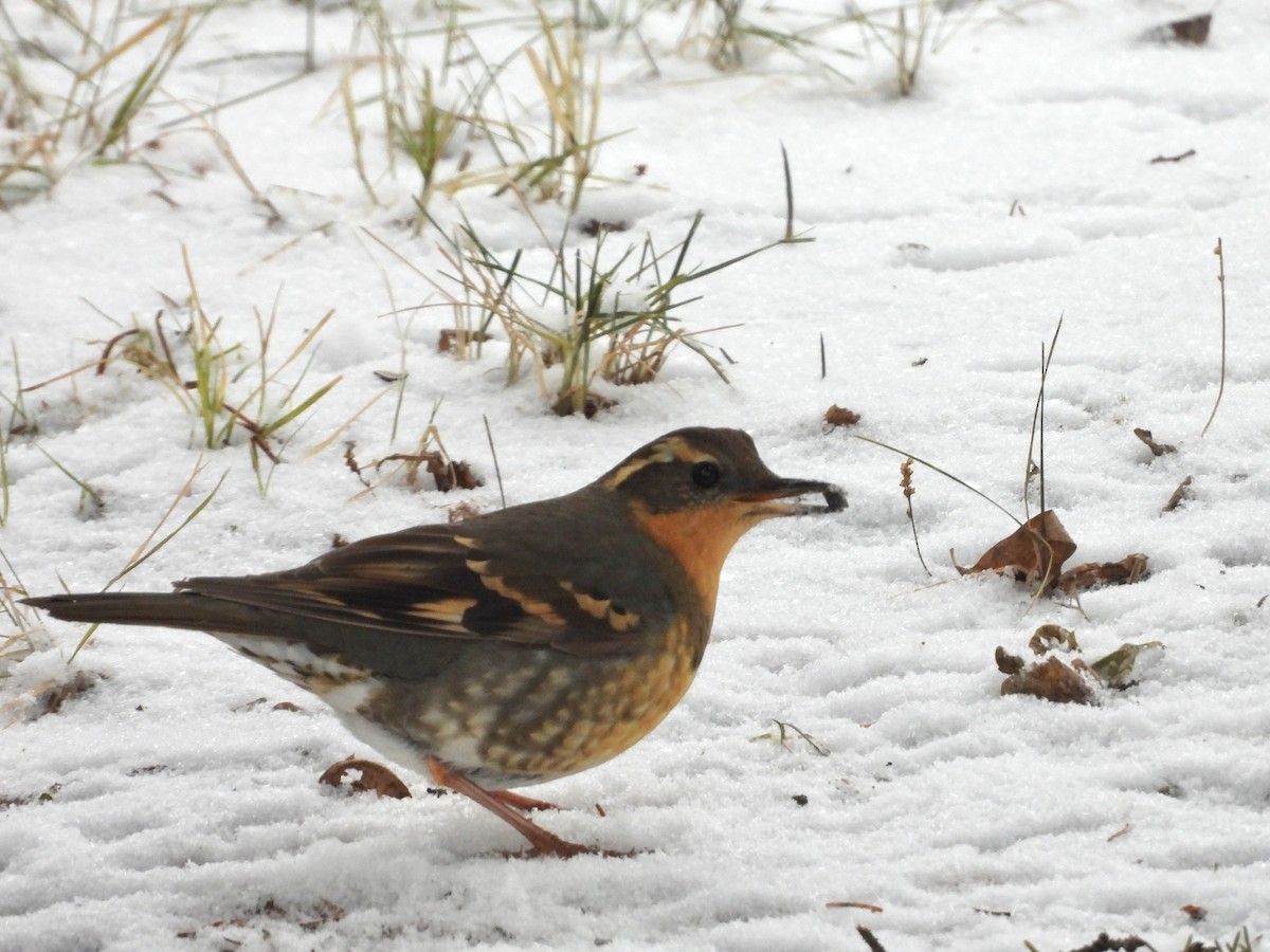 Varied Thrush - ML645596995