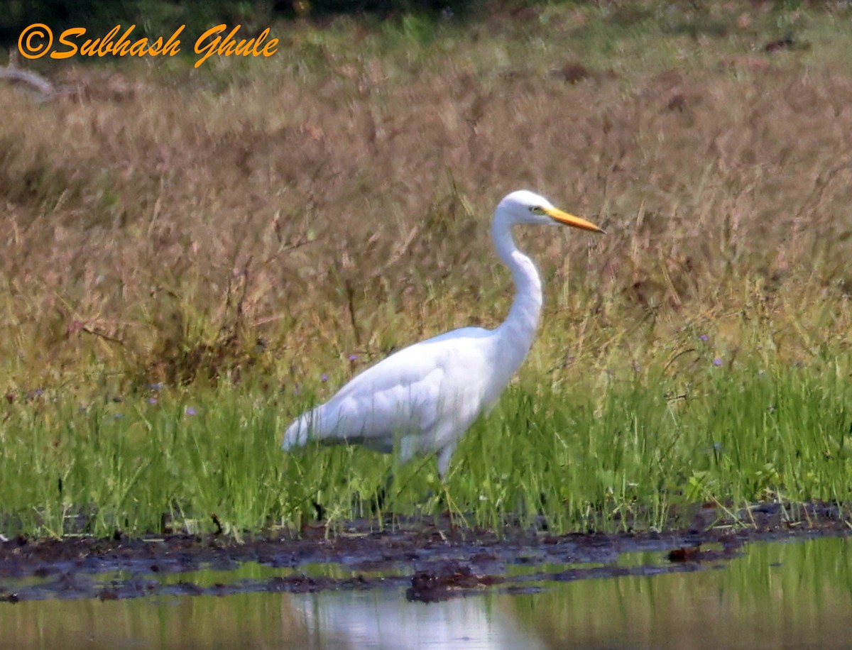 Medium Egret - ML645597001