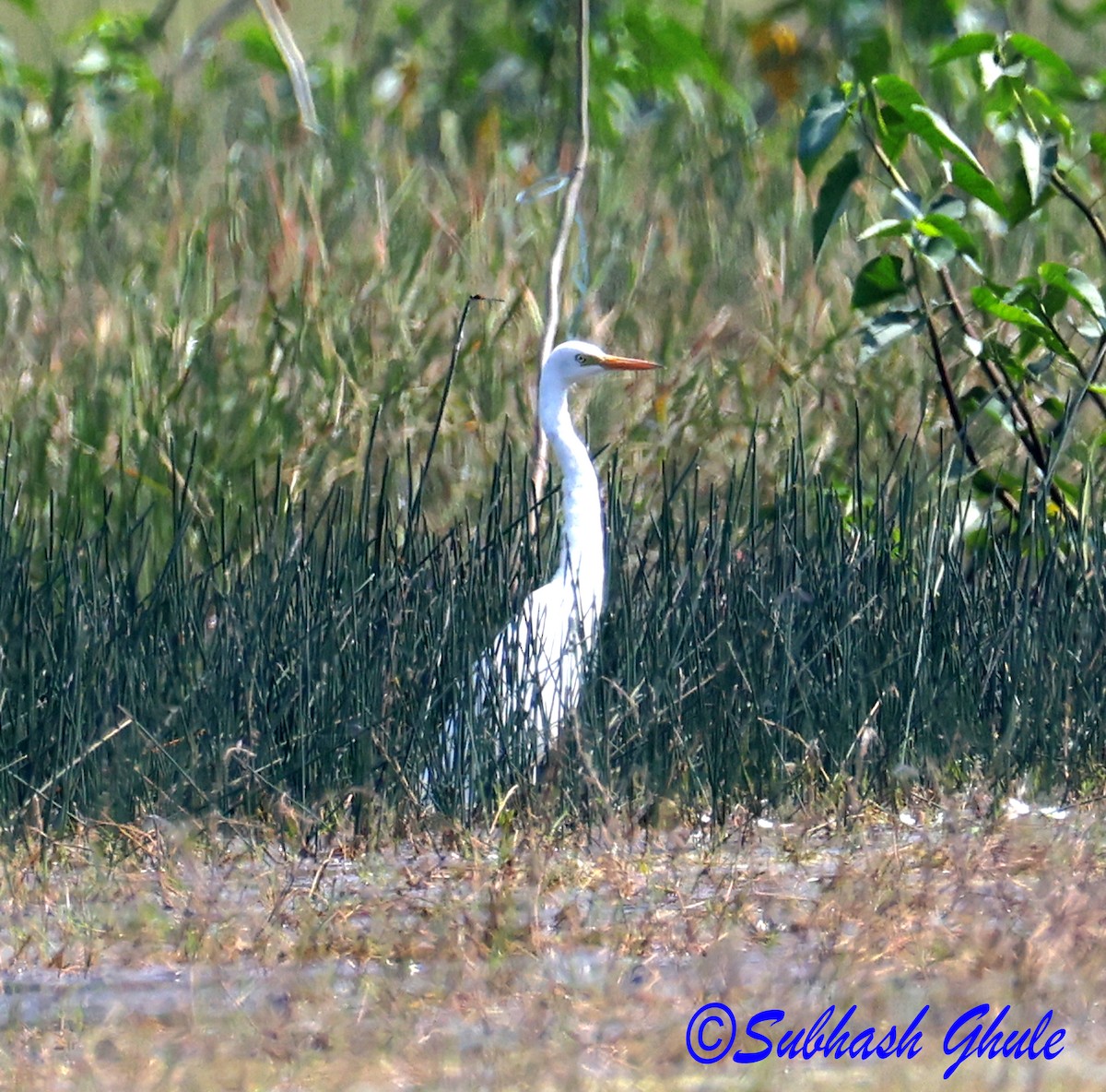 Medium Egret - ML645597002