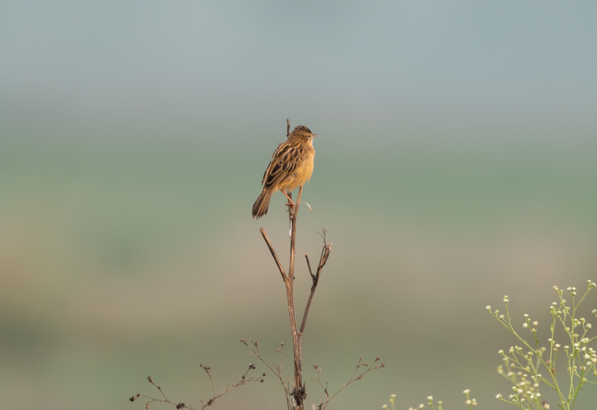 Zitting Cisticola - ML645597007