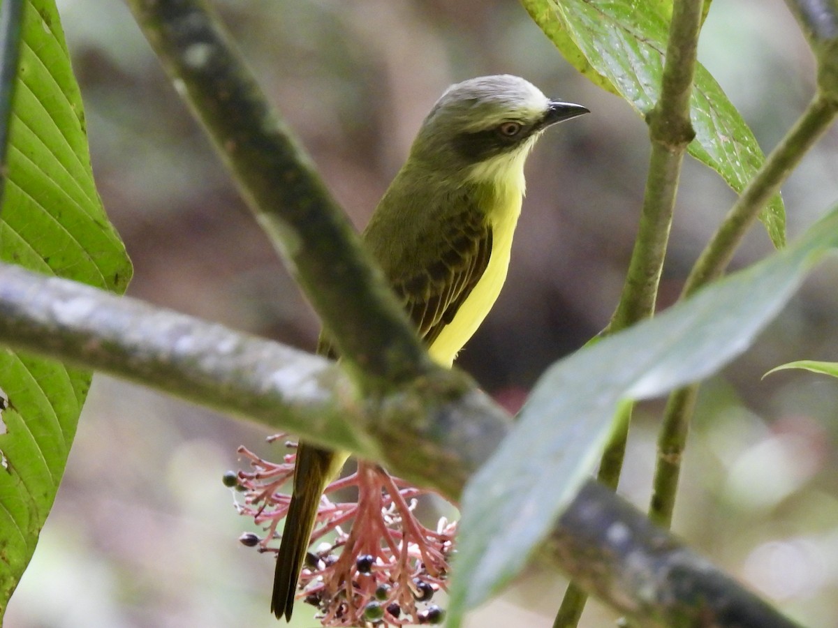 Gray-capped Flycatcher - ML645597017