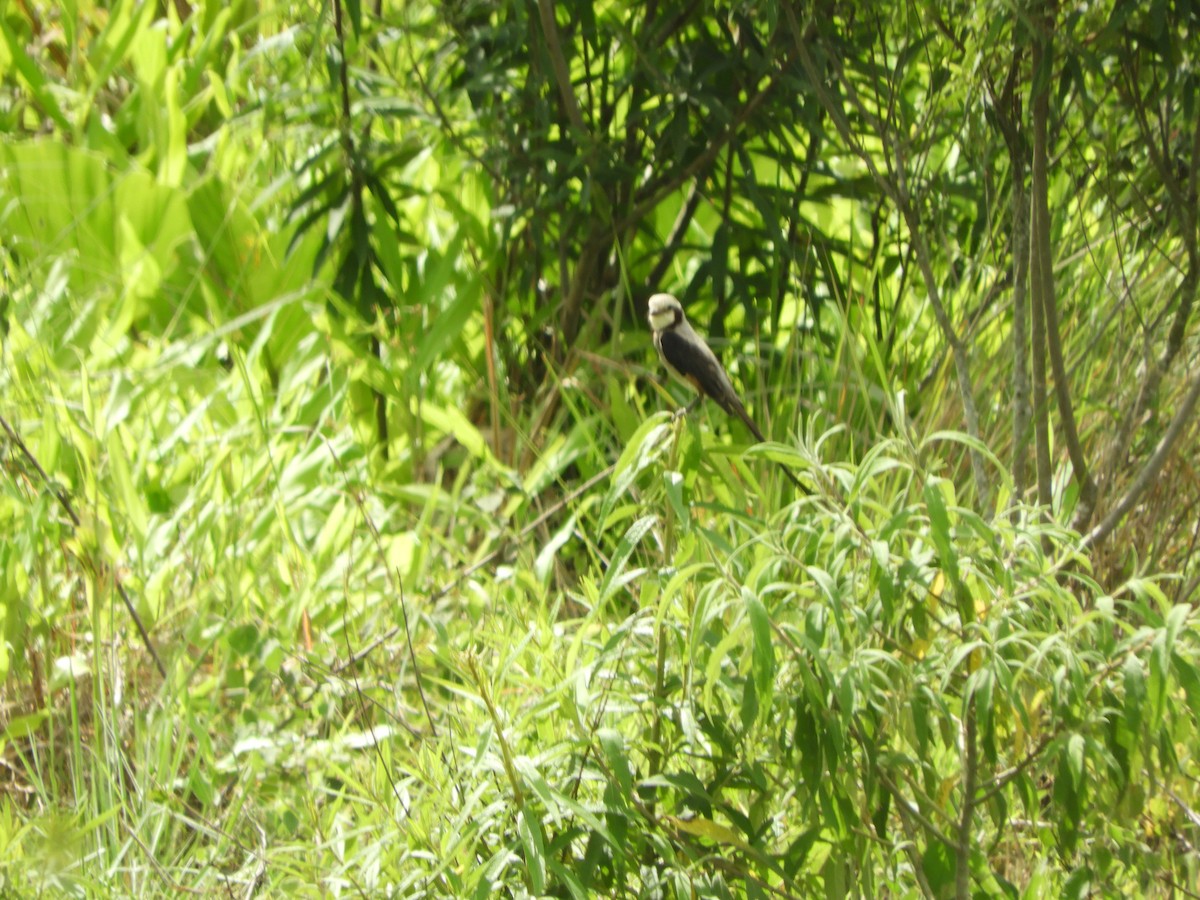 Streamer-tailed Tyrant - ML645597019