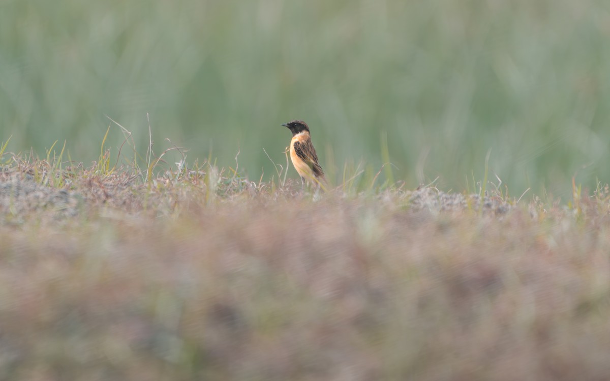 Siberian Stonechat - ML645597020
