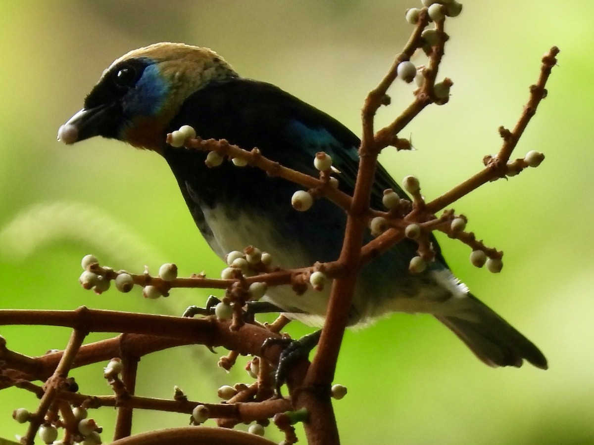 Golden-hooded Tanager - ML645597021
