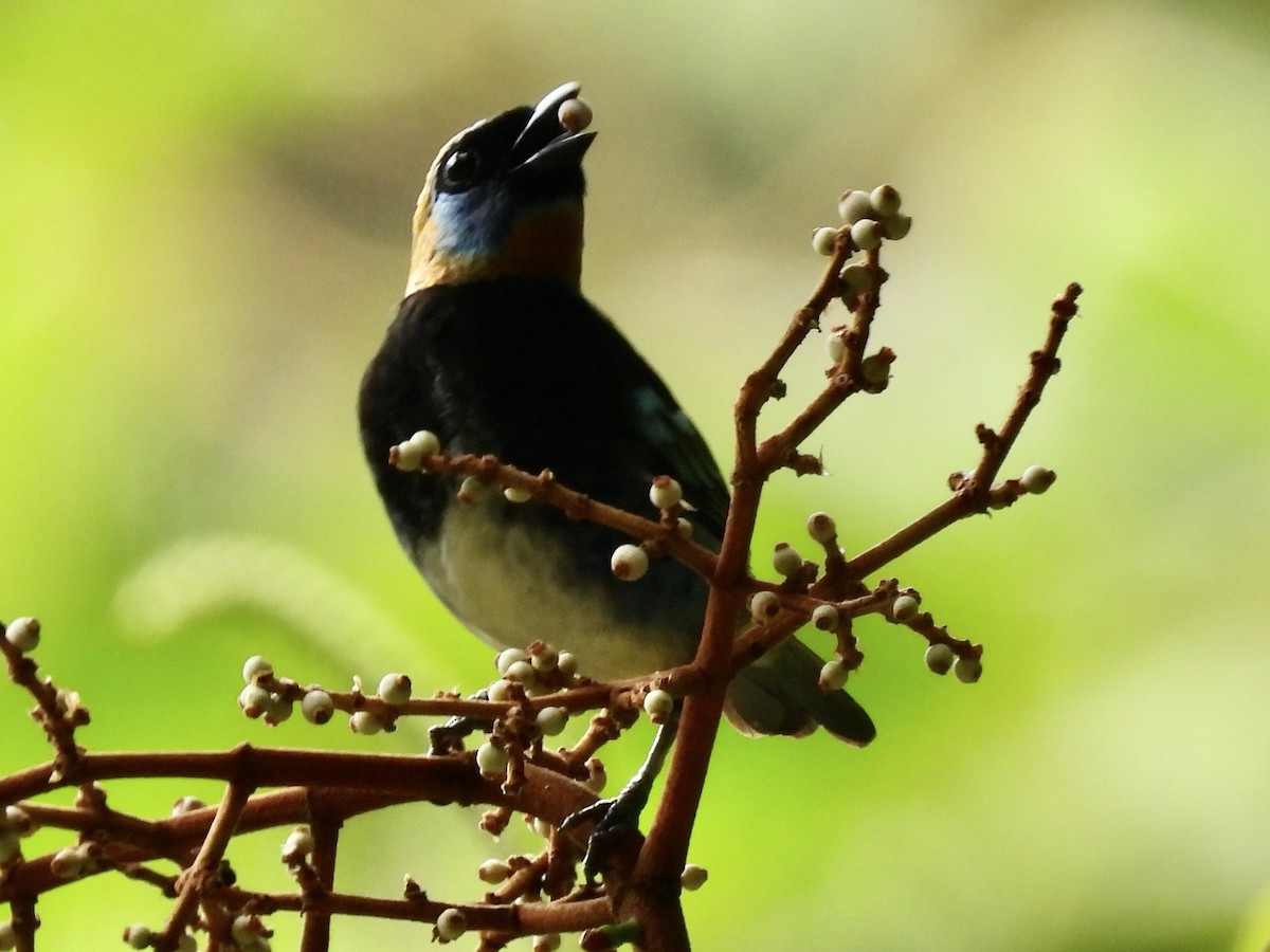 Golden-hooded Tanager - ML645597022