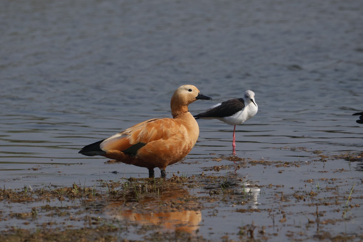 Ruddy Shelduck - ML645597030