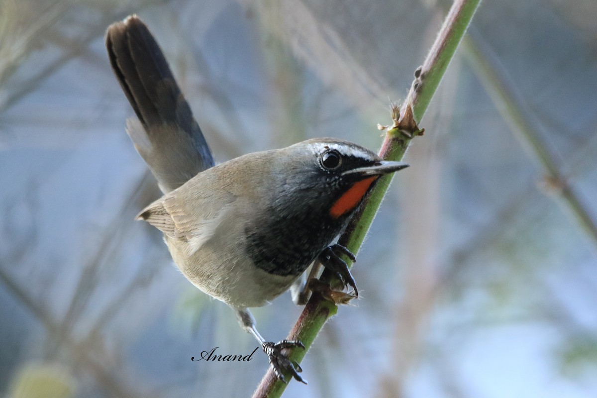 Himalayan Rubythroat - ML645597032