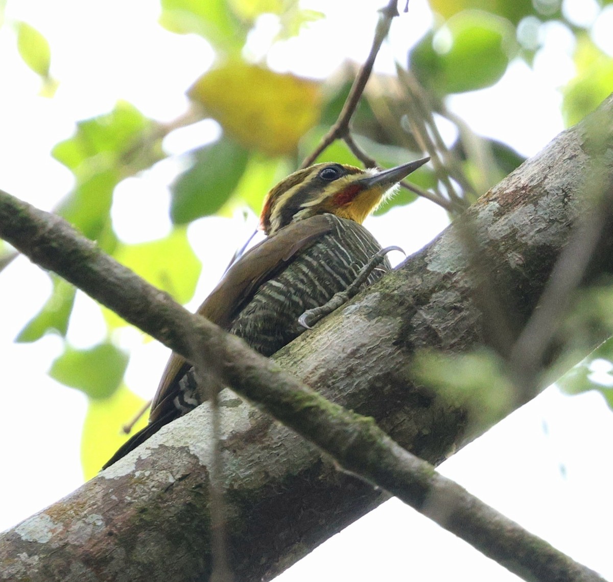 White-browed Woodpecker - ML645597033