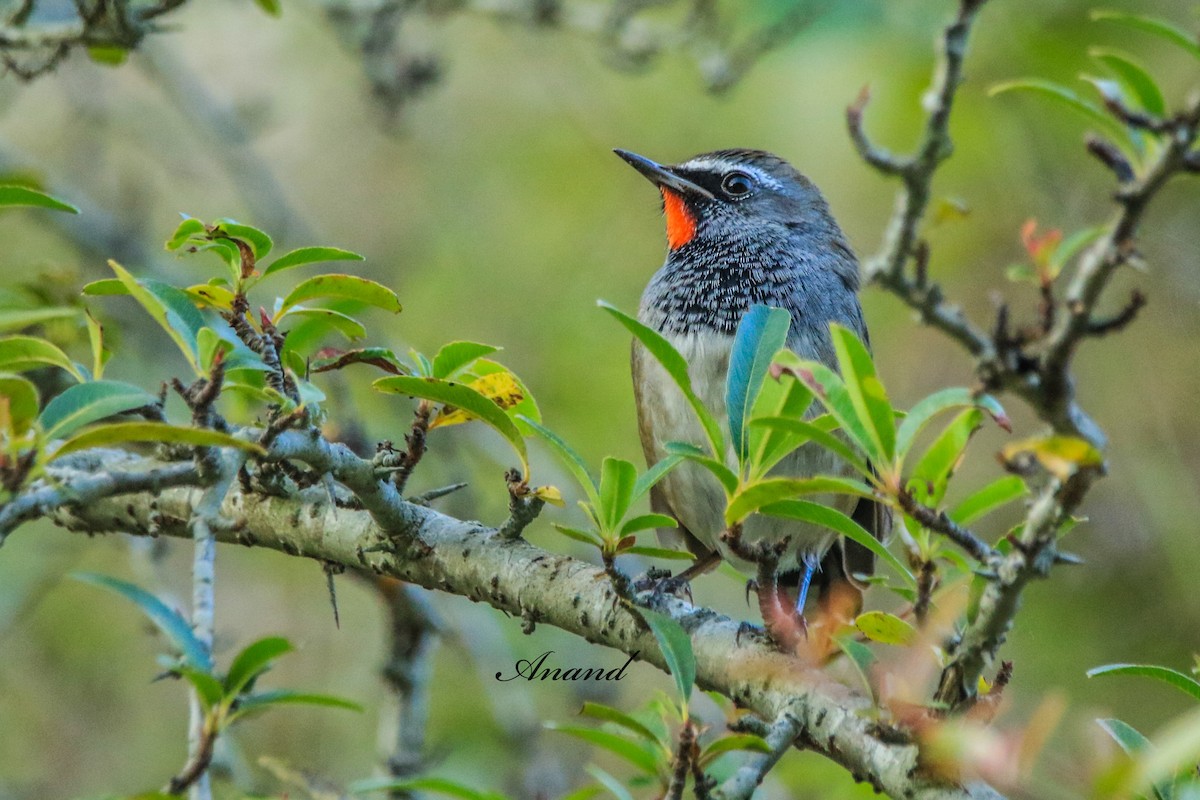 Himalayan Rubythroat - ML645597035
