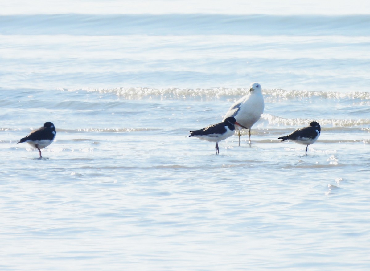 Eurasian Oystercatcher - ML645597036